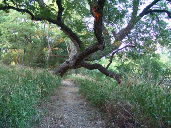 Trail above the river