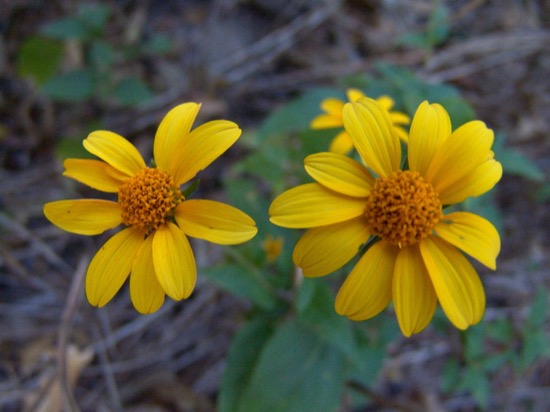 Wild plants