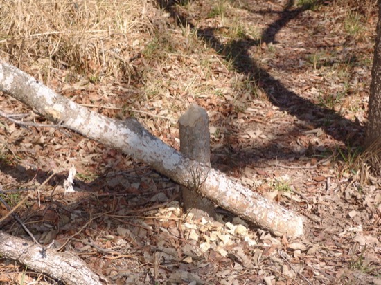 we also have beavers